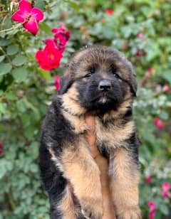Long Coat German Shepherd Puppies 0