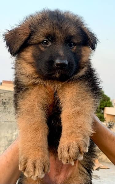 Long Coat German Shepherd Puppies 1