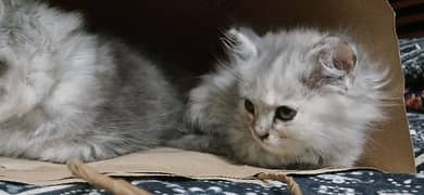 I sell my kittens par kitten 15000