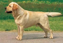 Labrador fully trained 0