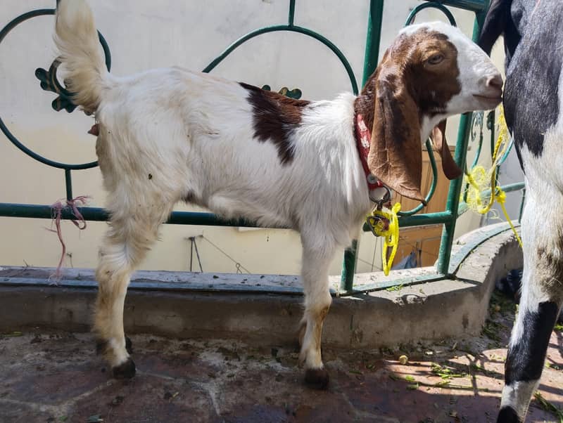 Female goat with kids 8