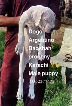 Dogo Argentino male puppy available for sale