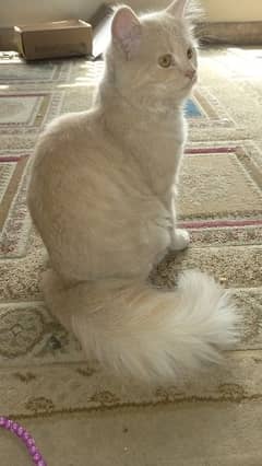 persian semi puch triple cotted ha 6 month 0