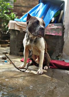 American bully dog for sale&stud service