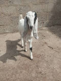 I am selling my goat glabi NawabShahi corss Makka chini