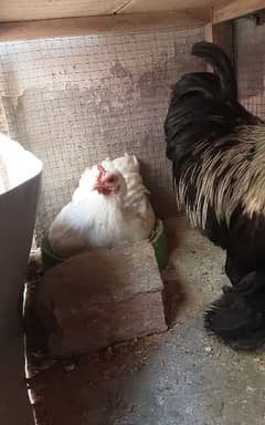 Bantam hen egg laying 2 hen and 1 male exchange with aseel pair 0