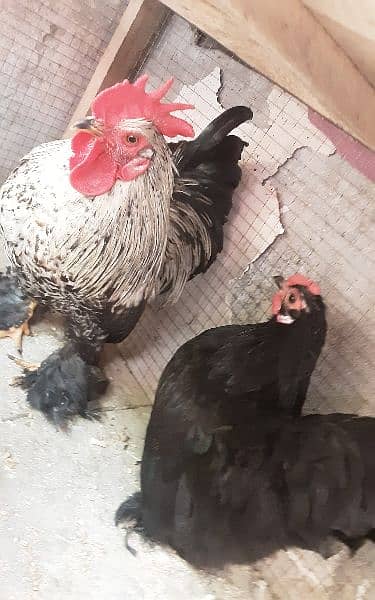 Bantam hen egg laying 2 hen and 1 male exchange with aseel pair 1
