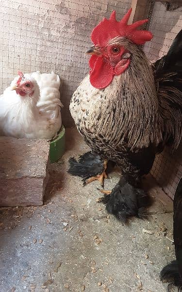 Bantam hen egg laying 2 hen and 1 male exchange with aseel pair 2