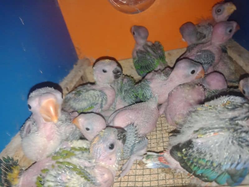 raw parrots chek 1