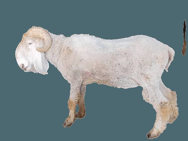 Sheep Chattra Ghatta Dumba 1
