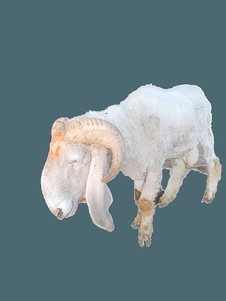 Sheep Chattra Ghatta Dumba 2