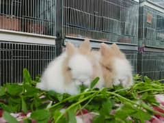 teddy bear dwarf rabbit so beautiful colour baby pair