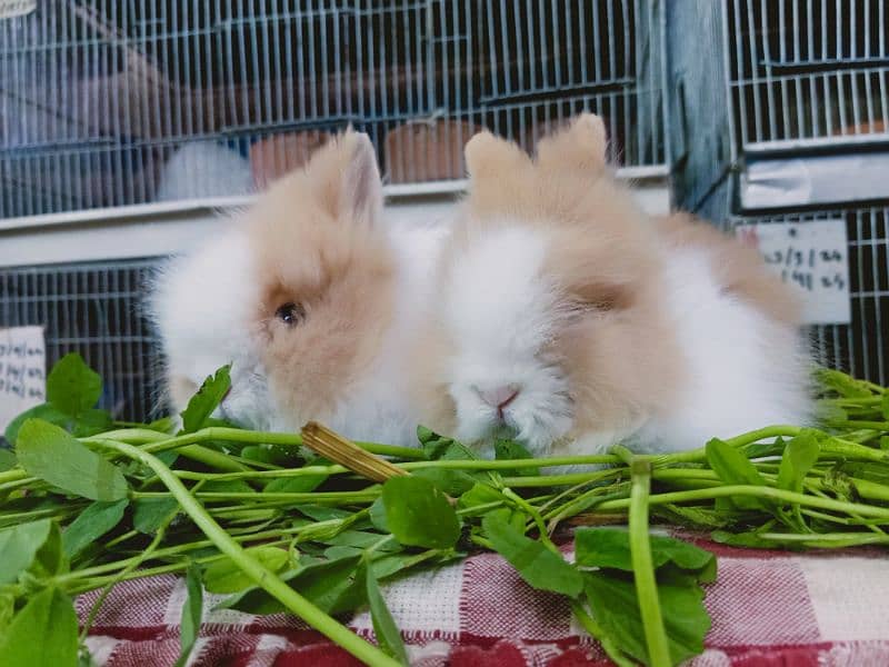 teddy bear dwarf rabbit so beautiful colour baby pair 2