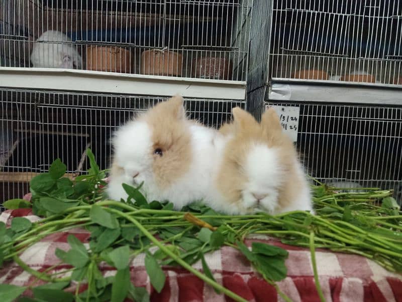 teddy bear dwarf rabbit so beautiful colour baby pair 3