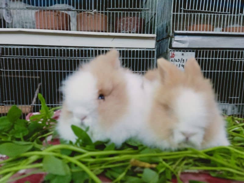 teddy bear dwarf rabbit so beautiful colour baby pair 4
