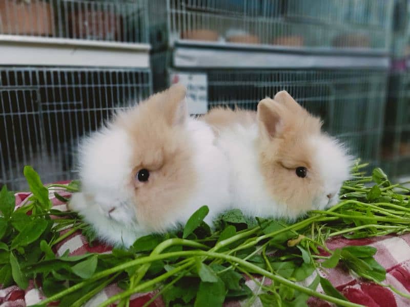 teddy bear dwarf rabbit so beautiful colour baby pair 5