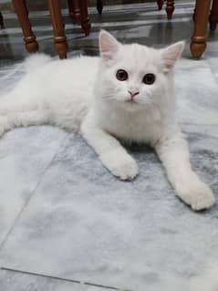 persian cat white 0