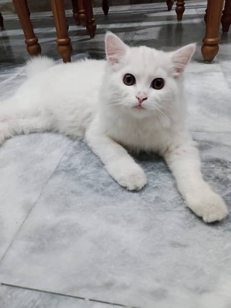 persian cat white 0
