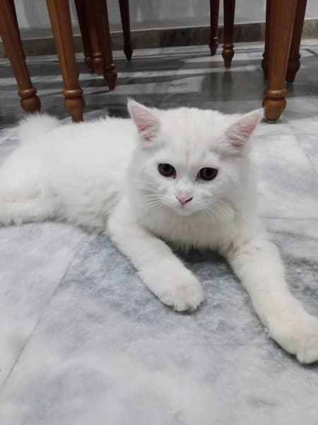 persian cat white 1