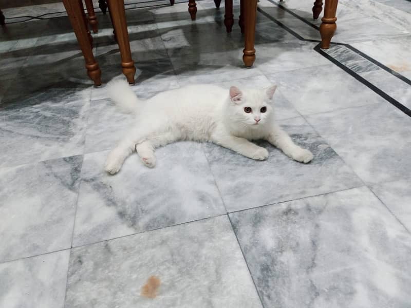 persian cat white 2