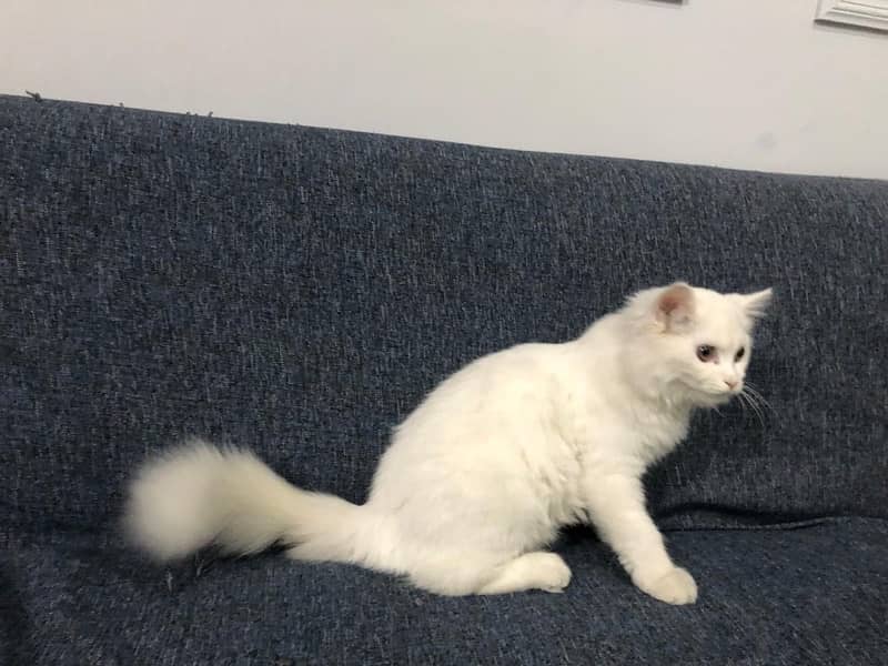 persian cat white 3