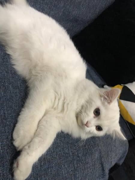 persian cat white 5