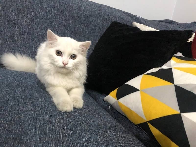 persian cat white 6