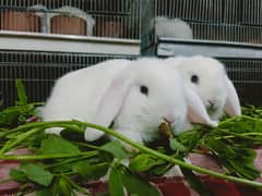 Holland lop rabbit blue eyes so cute and friendly baby pair