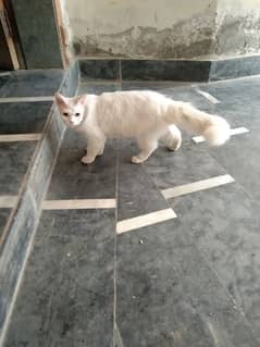 percian cat beautiful cat