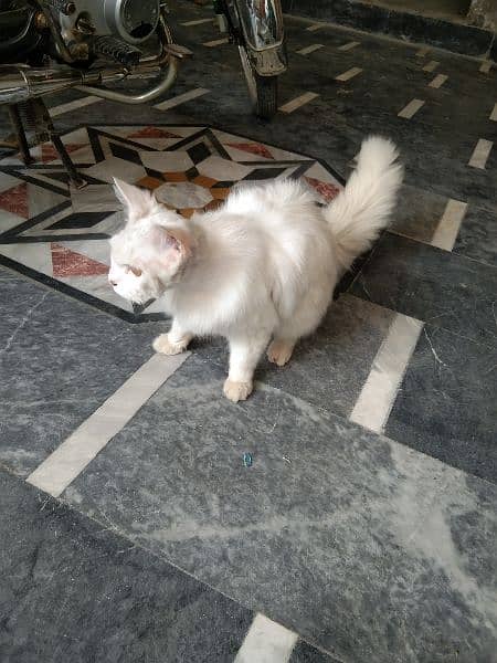 percian beautiful pet cat 3