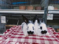 checkerd giant rabbit 7kg wazan wale big size baby pair