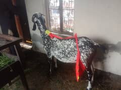 goat 3kg milk 1 month gabhan with 4 month male kid 03214836418