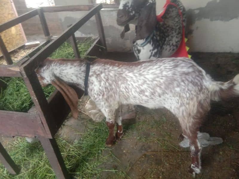 goat 3kg milk 1 month gabhan with 4 month male kid 03214836418 1