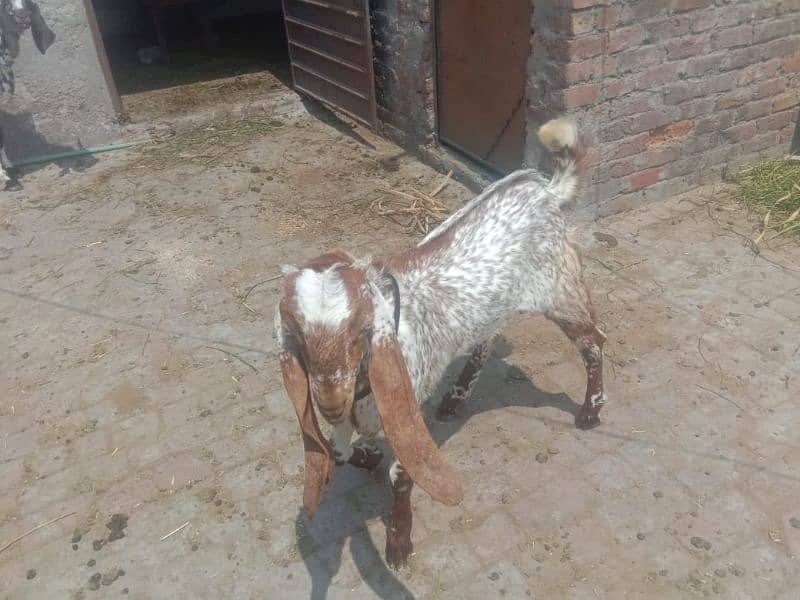 goat 3kg milk 1 month gabhan with 4 month male kid 03214836418 2