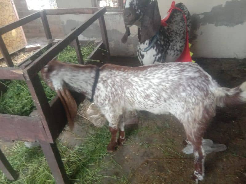 goat 3kg milk 1 month gabhan with 4 month male kid 03214836418 4