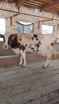 Cross breed Cow - 8 Month pregnant 0