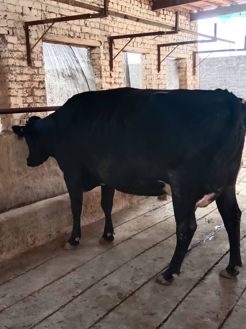 Cross breed Cow - 8 Month pregnant 1