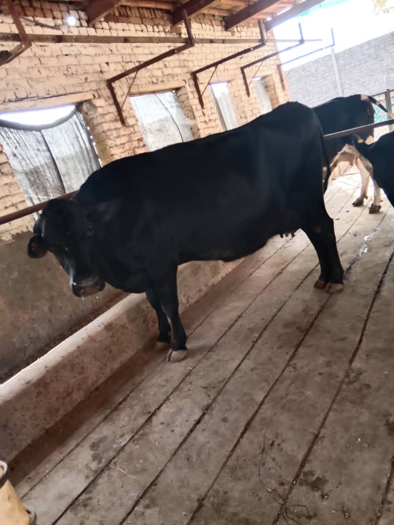 Cross breed Cow - 8 Month pregnant 3