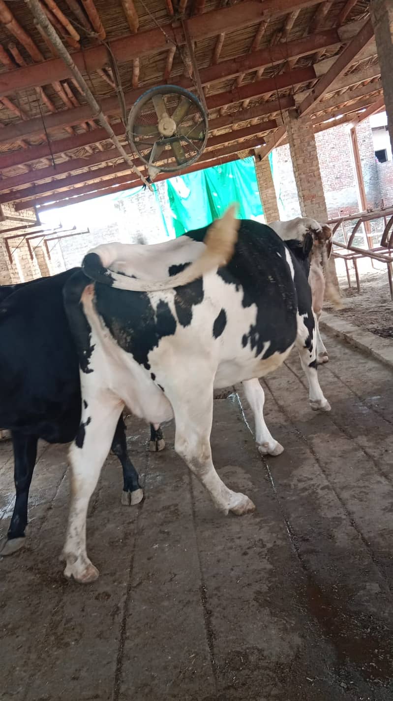 Cross breed Cow - 8 Month pregnant 4