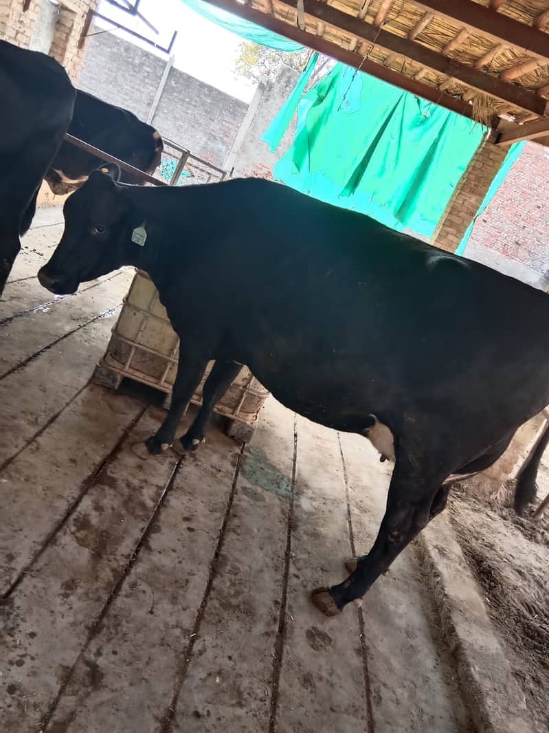 Cross breed Cow - 8 Month pregnant 5