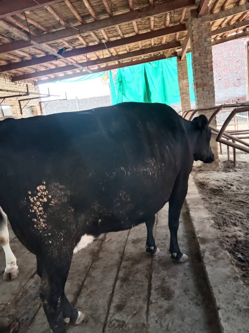 Cross breed Cow - 8 Month pregnant 6