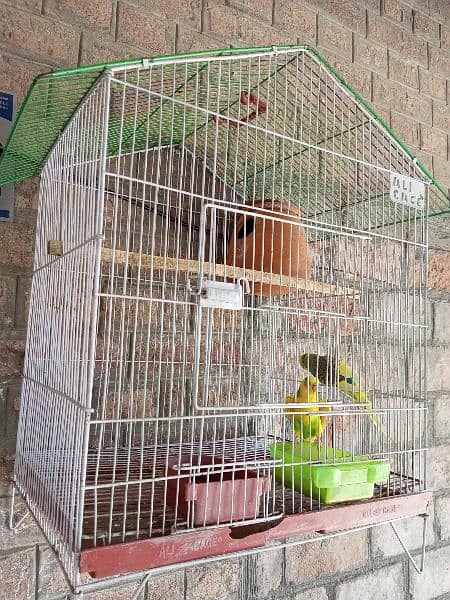 Australian parrots, breeder pair, Australian toty 6