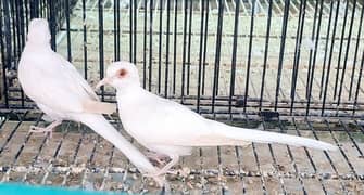 Snow white dove and red eye gouldian