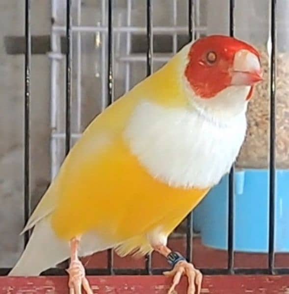 Snow white dove and red eye gouldian 1
