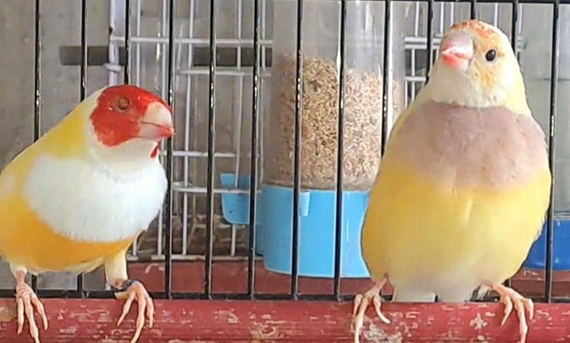 Snow white dove and red eye gouldian 5