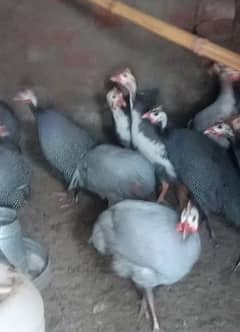 Guinea-fowl chakor Teetri breedars
