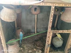 budgies pair setup for sale with cage