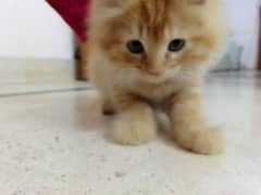 Persian male kittens for adoption