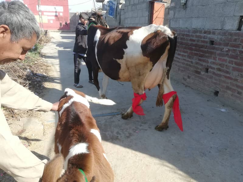 Top Quality Valiti Mix Cow (Milk 14 kg) Cow For Sale 2
