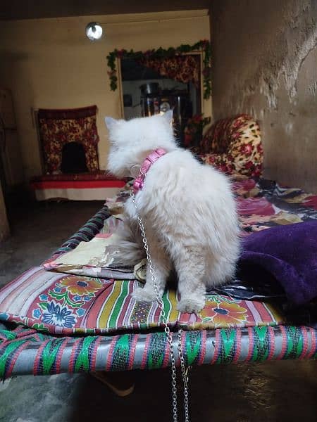 white Persian cat white eyes 4